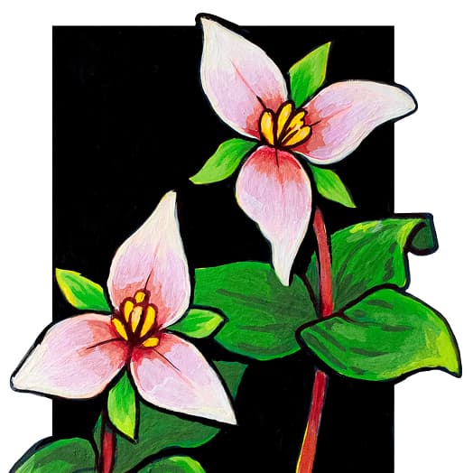 Trilliums