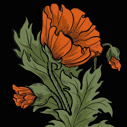 Poppy