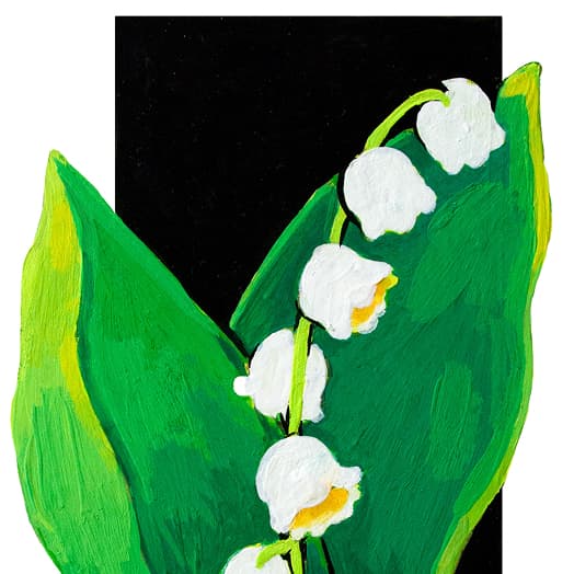 Lily of the Valley