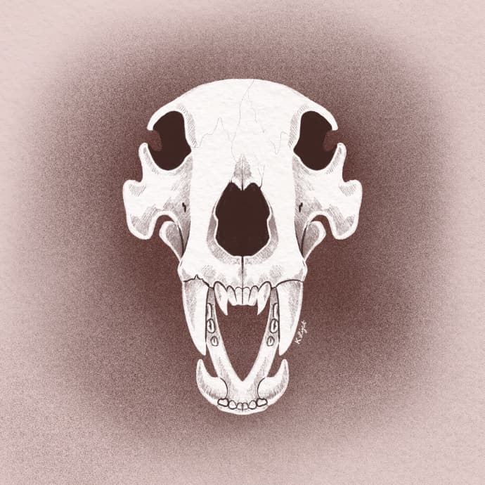 Bear Skull